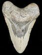 Bargain Megalodon Tooth - North Carolina #45540-1